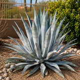 Agave franzosinii