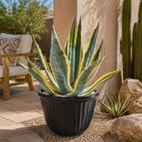 Agave Americana Variegata