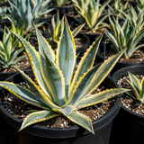Agave Americana Variegata