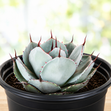 Agave Parryi Truncata