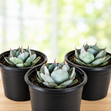 Agave Parryi Truncata