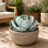 Agave Parryi Truncata