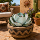 Agave Parryi Truncata