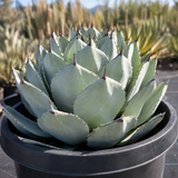 Agave Parryi Truncata