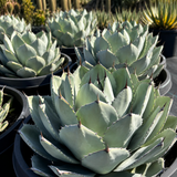 Agave Parryi Truncata