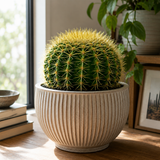 Golden Barrel Cactus