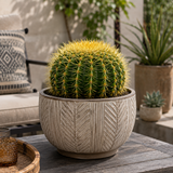 Golden Barrel Cactus