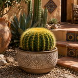 Golden Barrel Cactus