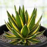 Agave Lophantha Quadricolor