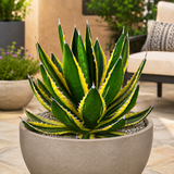 Agave Lophantha Quadricolor