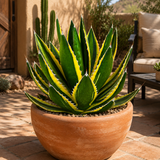Agave Lophantha Quadricolor