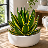 Agave Lophantha Quadricolor