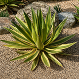Agave Lophantha Quadricolor