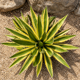 Agave Lophantha Quadricolor