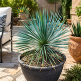 Yucca Rostrata