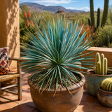 Yucca Rostrata