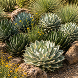 Agave Potatorum Kichiokhan Marginata