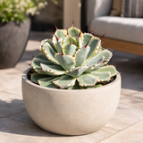 Agave Potatorum Kichiokhan Marginata