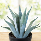 Agave franzosinii