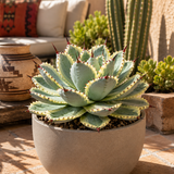 Agave Potatorum Kichiokhan Marginata