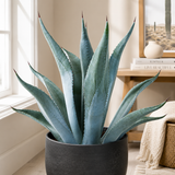 Agave franzosinii