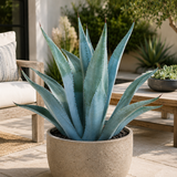 Agave franzosinii