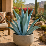 Agave franzosinii