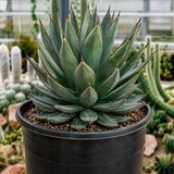 Agave 'Blue Glow'