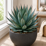 Agave 'Blue Glow'