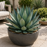 Agave 'Blue Glow'