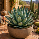 Agave 'Blue Glow'