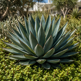 Agave 'Blue Glow'