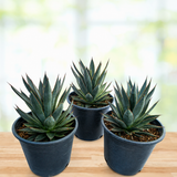 Agave 'Blue Glow'