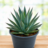 Agave 'Blue Glow'
