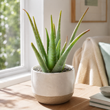 Aloe Barbadensis