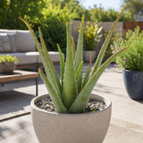 Aloe Barbadensis