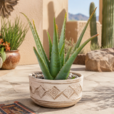 Aloe Barbadensis