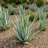 Aloe Barbadensis