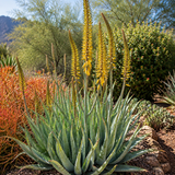 Aloe Barbadensis