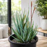 Aloe "Blue Elf"