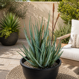 Aloe "Blue Elf"