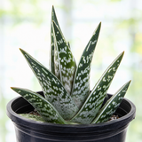 Tiger Aloe