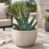 Tiger Aloe