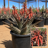 Tiger Aloe