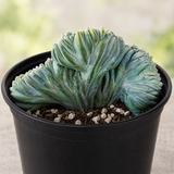 Crested Blue Flame