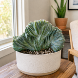 Crested Blue Flame