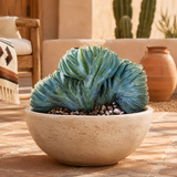 Crested Blue Flame