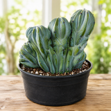 Crested Blue Flame