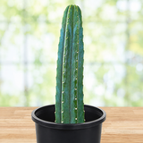 San Pedro Cactus | Trichocereus pachanoi