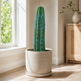 San Pedro Cactus | Trichocereus pachanoi